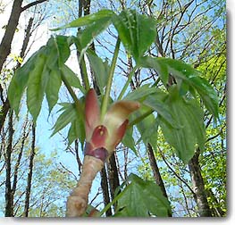 ハリギリ若芽